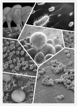 微生物探究 拒絕“盲人摸象”的科學探索