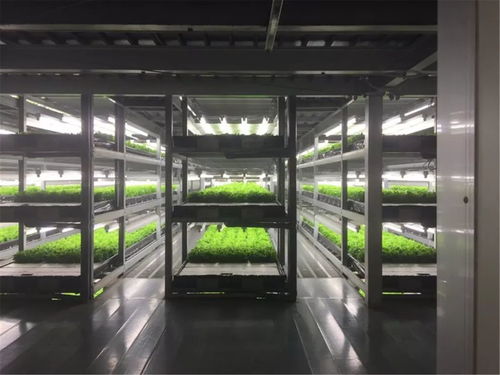 淳恩植物工場 生物科技與可持續發展融合的未來農業模式