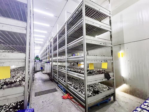 產值超億元 科技蘑菇走上海外餐桌，智能種植日產16噸的生物奇跡