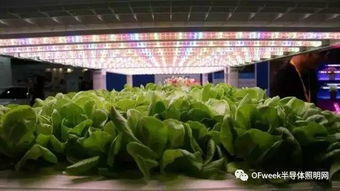 臺北光電周觀察 植物工廠產業生機勃勃