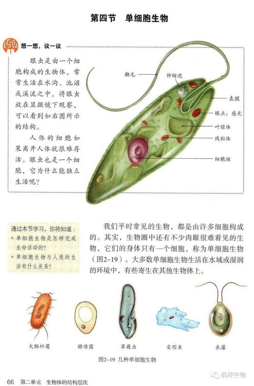 七年級上冊生物電子課本 高清PDF版如何高效輔助學習